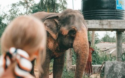 Volunteering At The Elephant Freedom Project, Sri Lanka