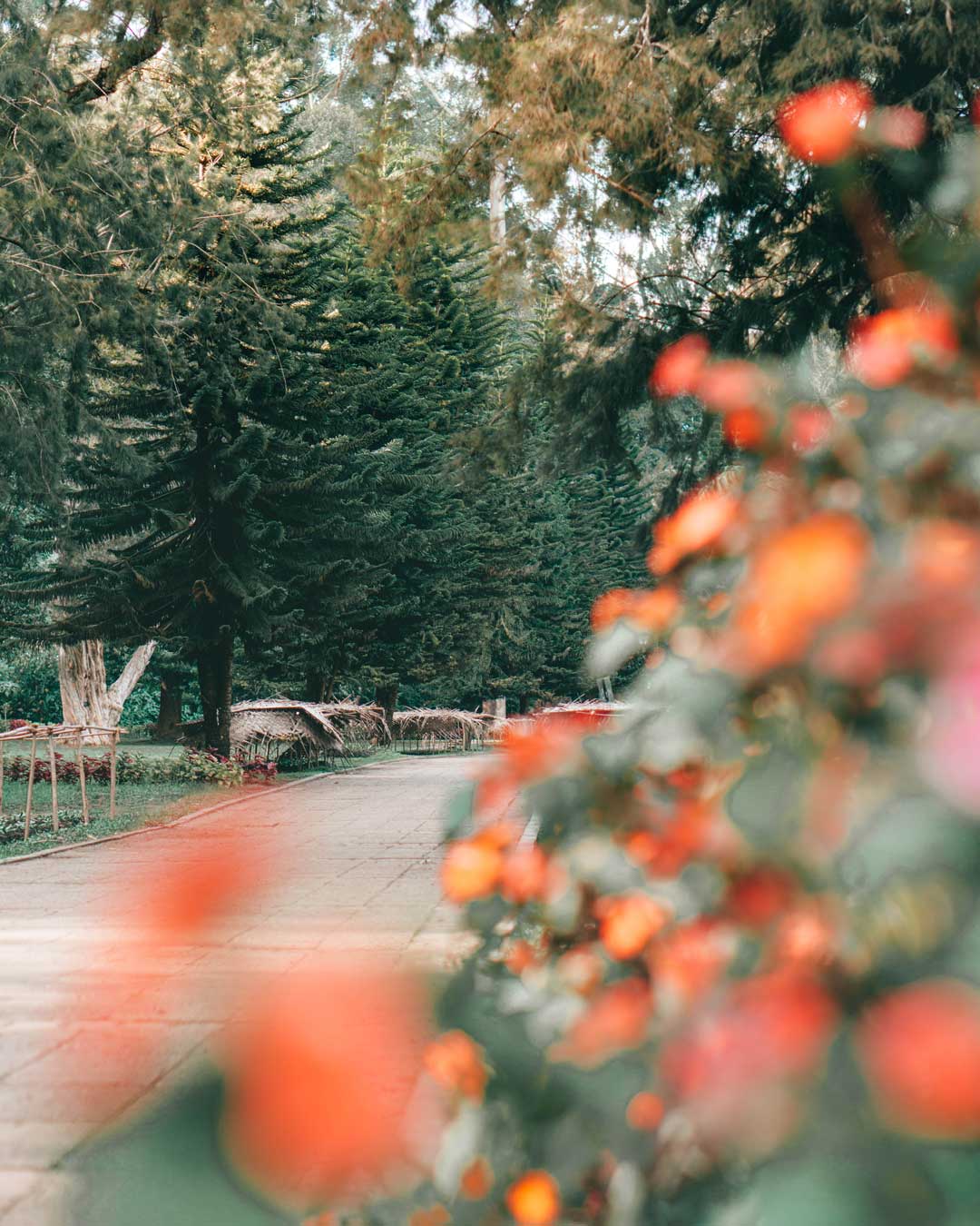 flowers in victoria park in nuwara eliya