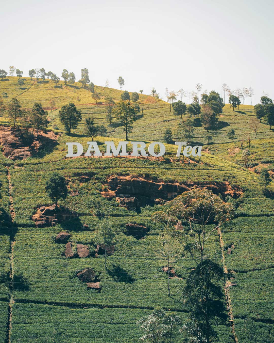 damros tea in nuwara eliya