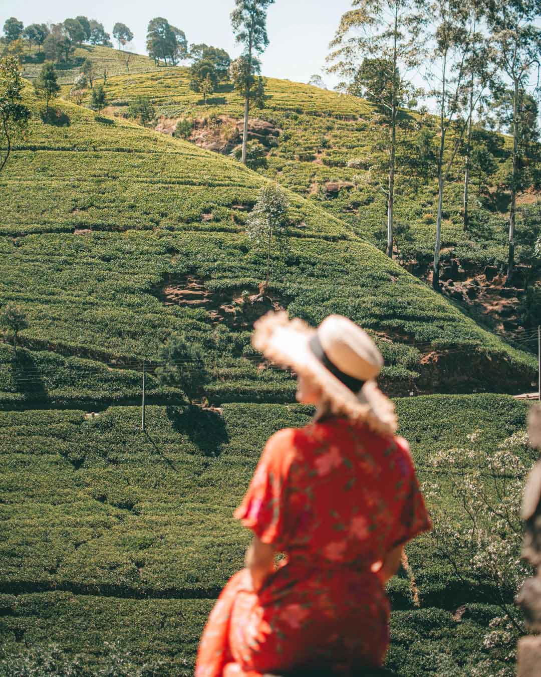 woman sitting in front a tea field in sri lanka